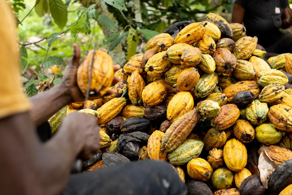 Ghana Berencana Naikkan Harga Kakao di Pasar Pertanian Seiring Menguatnya Nilai Cedi